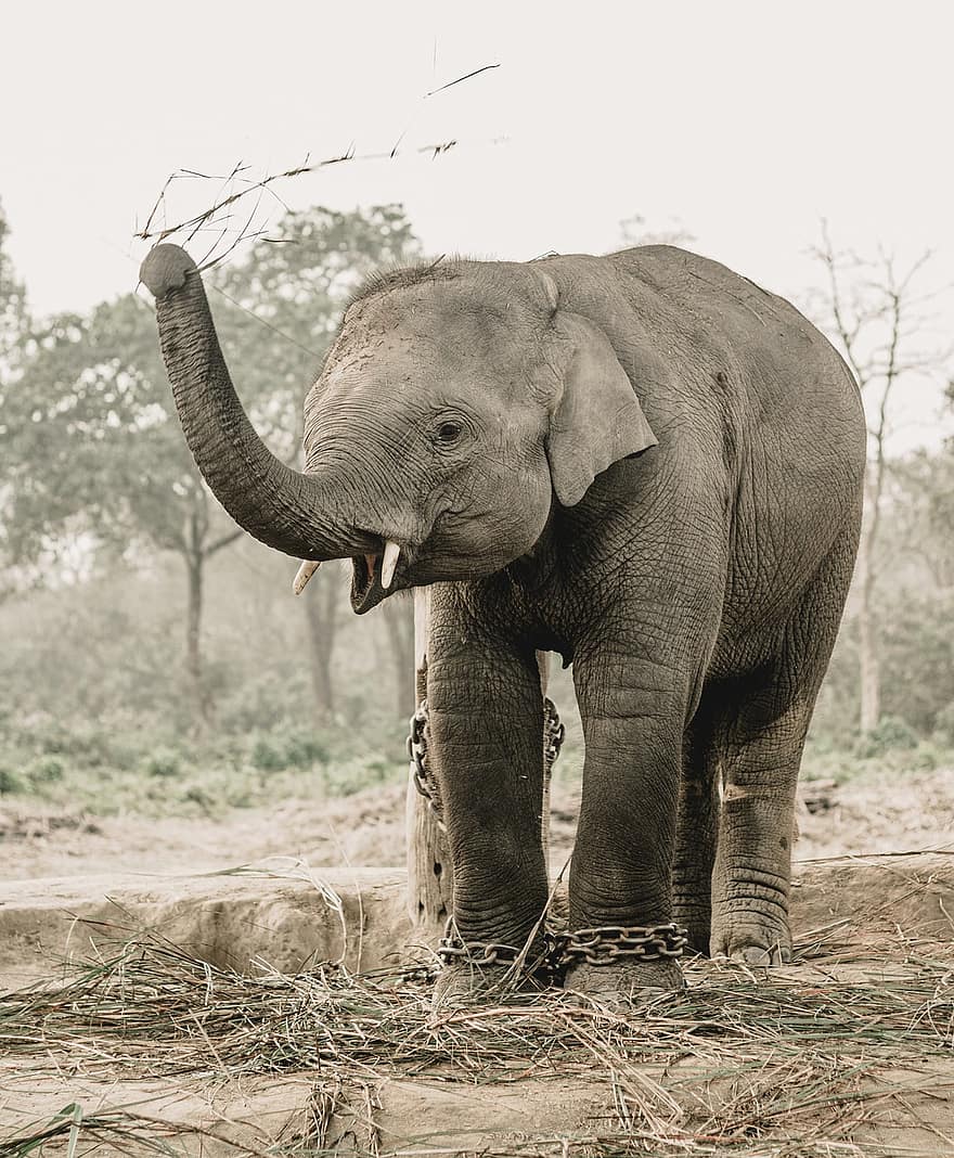 con voi, thú vật, cho ăn, động vật hoang dã, bị xích, pachyderm, động vật có vú, công viên, Thiên nhiên, safari, chitwan
