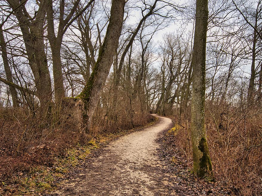 Trees, Path, Woods, Bare Trees, Bare, Trail, Forest, Autumn, Fallen Leaves, Nature Path, Nature Trail