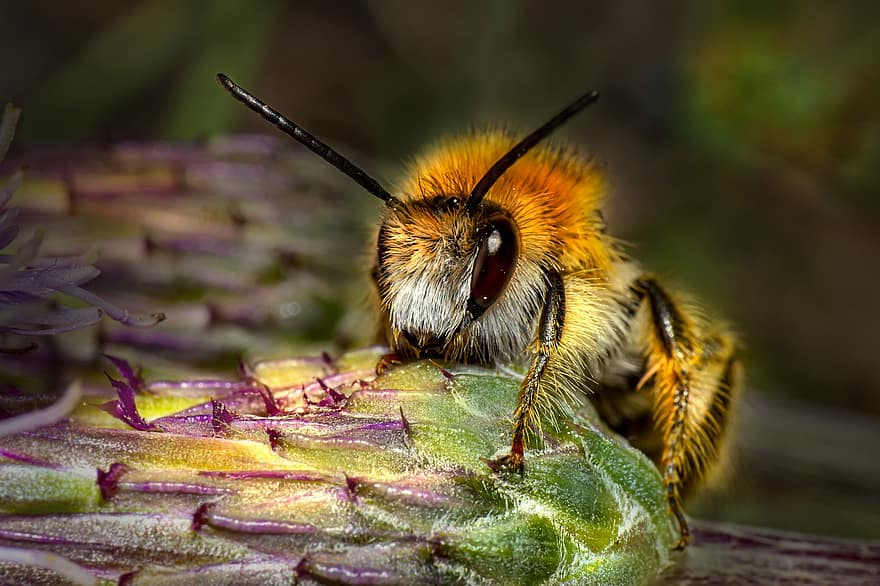 lebah madu, lebah, serangga, hewan, penyerbukan, taman, alam