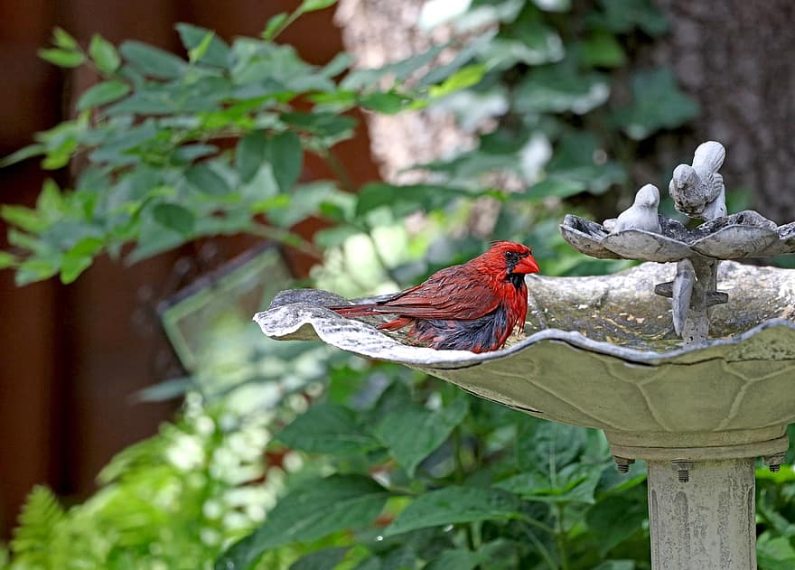 cardenal, pájaro, posado, animal, plumas, plumaje, pico, cuenta, observación de aves, ornitología, mundo animal