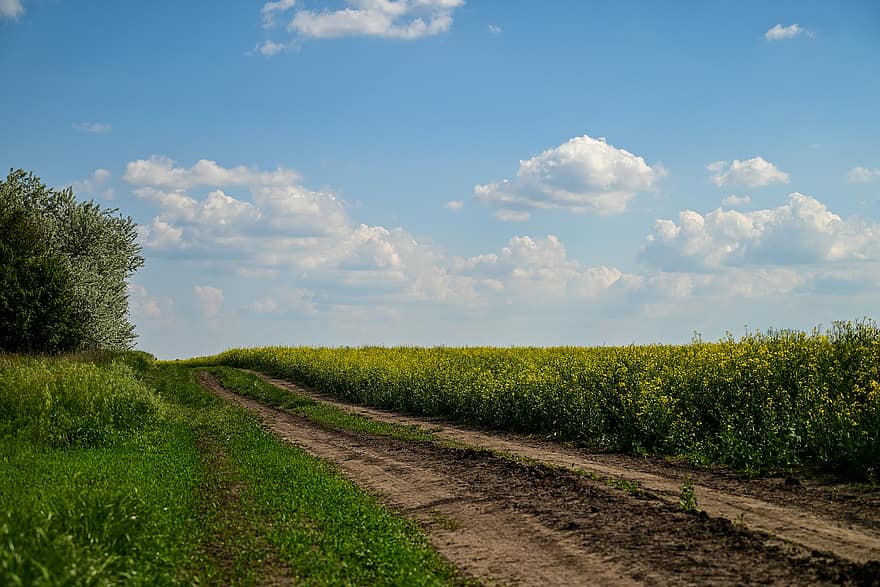 Rapeseed Field, Oilseed Rape, Countryside, Nature, Agriculture, Dirt Road, Sky, Clouds, Background, rural scene, summer