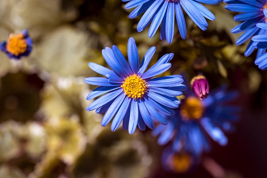 астра, цветок, цвести, цветение, лепестки, голубые лепестки, синий цветок, природа, Флора