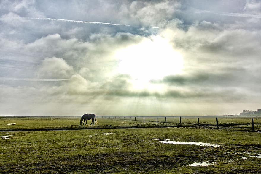 paard, weide, natuur, farm, bouwland, zonlicht, wolken, hemel, horizon, landelijk, landschap