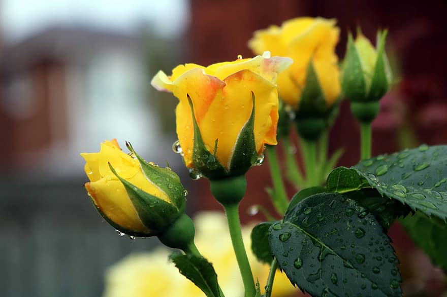 las flores, rosas amarillas, Flores amarillas, rosas, ramo de flores, Canadá
