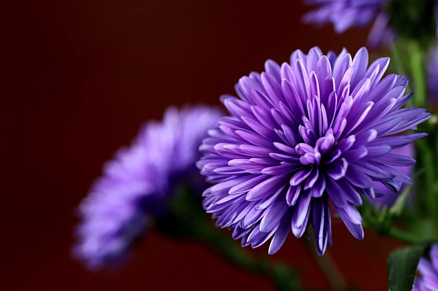 Flower, Aster, Flora, Nature, Bloom, Blossom, Botany, Growth, close-up, purple, plant