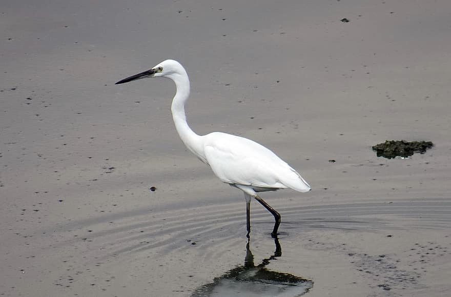 pasăre, puțin egretă, ornitologie, faună, specie, aviară, animal, egretta garzetta, galben-picior egret, egretă
