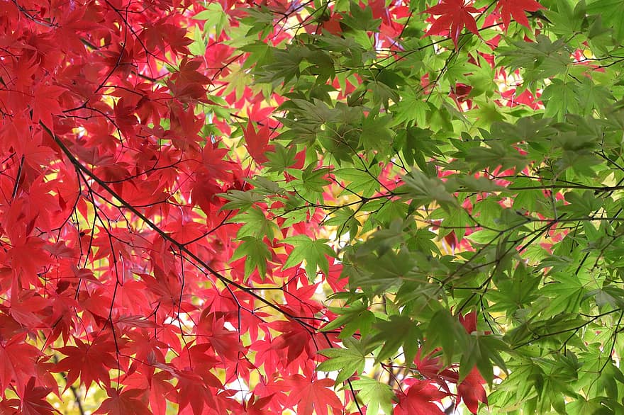 l'automne, des arbres, feuilles d'automne, feuilles, la nature, tomber, automne, feuille, arbre, saison, arrière-plans
