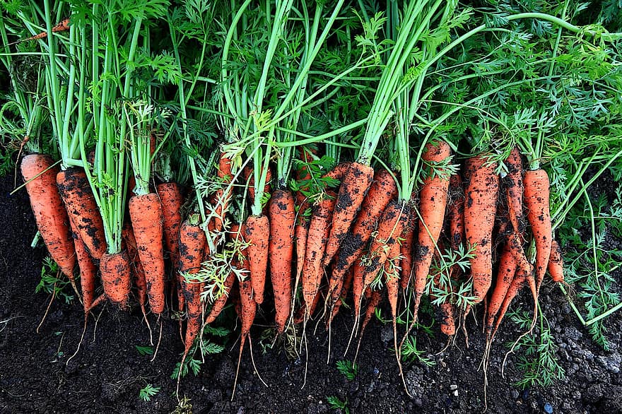 vegetales, zanahorias, comida, costos, comer, naranja, vitaminas, salud, poder, bio, cosecha