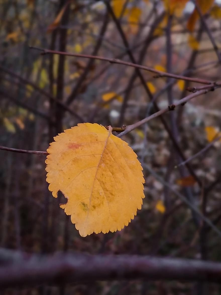 осінь, лист, жовтий лист, природи, листя, дерева
