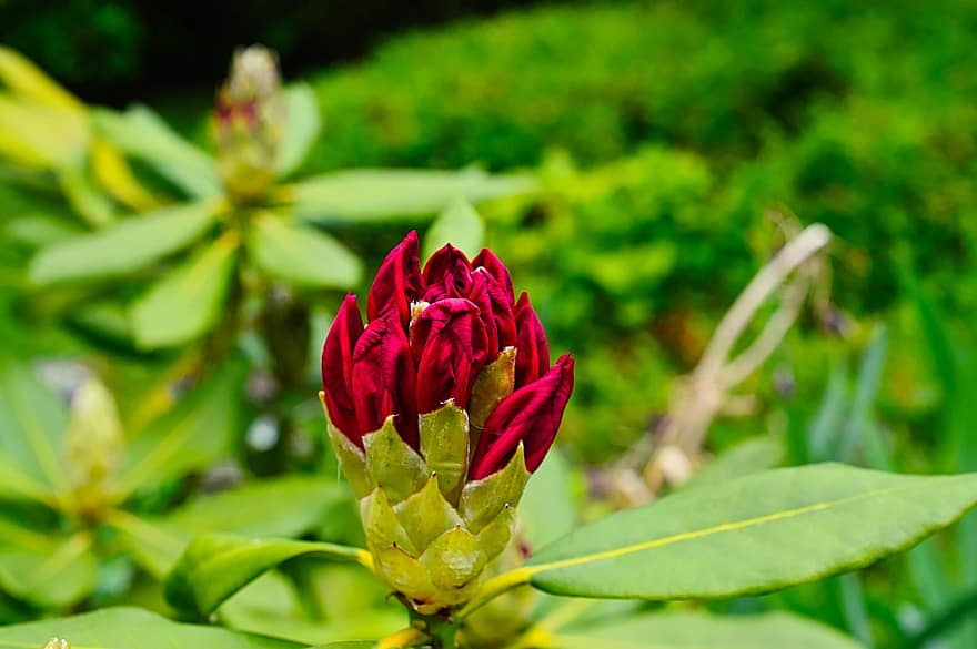 Rhododendron, Blume, Knospe, rote Blume, Pflanze, Rhododendron-Präsident Roosevelt, Blätter, Garten, Natur