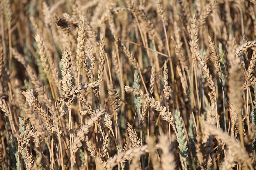 зърнени храни, поле пшеница, селско стопанство, зрял