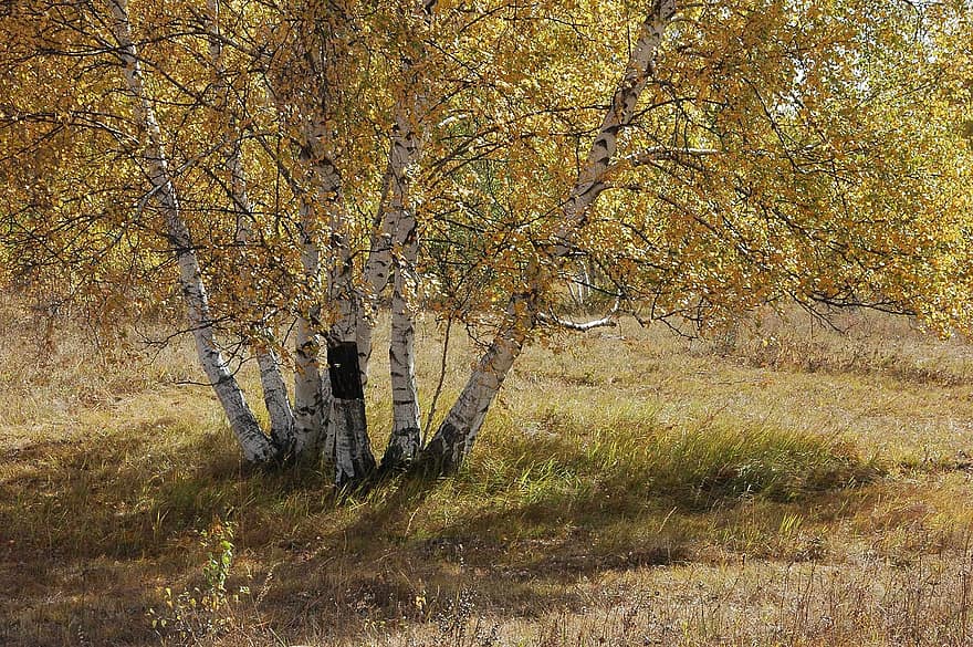 hvid birk, græsarealer, efterår, træer, træ, Skov, gul, sæson, blad, landlige scene, landskab
