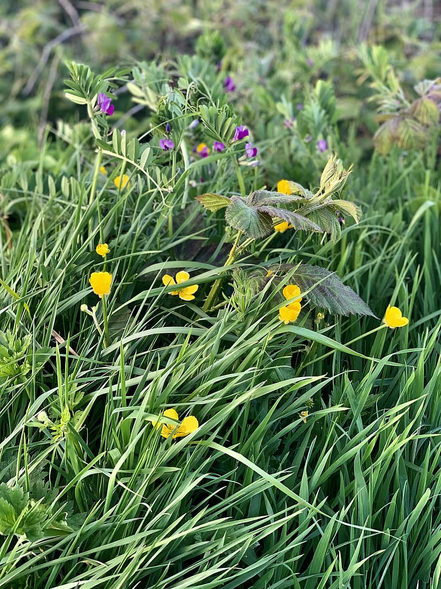 Plant, Grass, Nature, Meadow, Buttercup