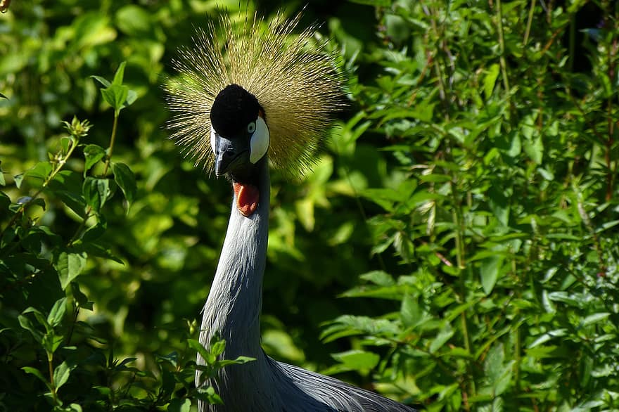 Crowned Crane, Bird, Plants, Crane, Gray Crowned Crane, African Crowned Crane, Animal, Wildlife, Feathers, Plumage, Beak