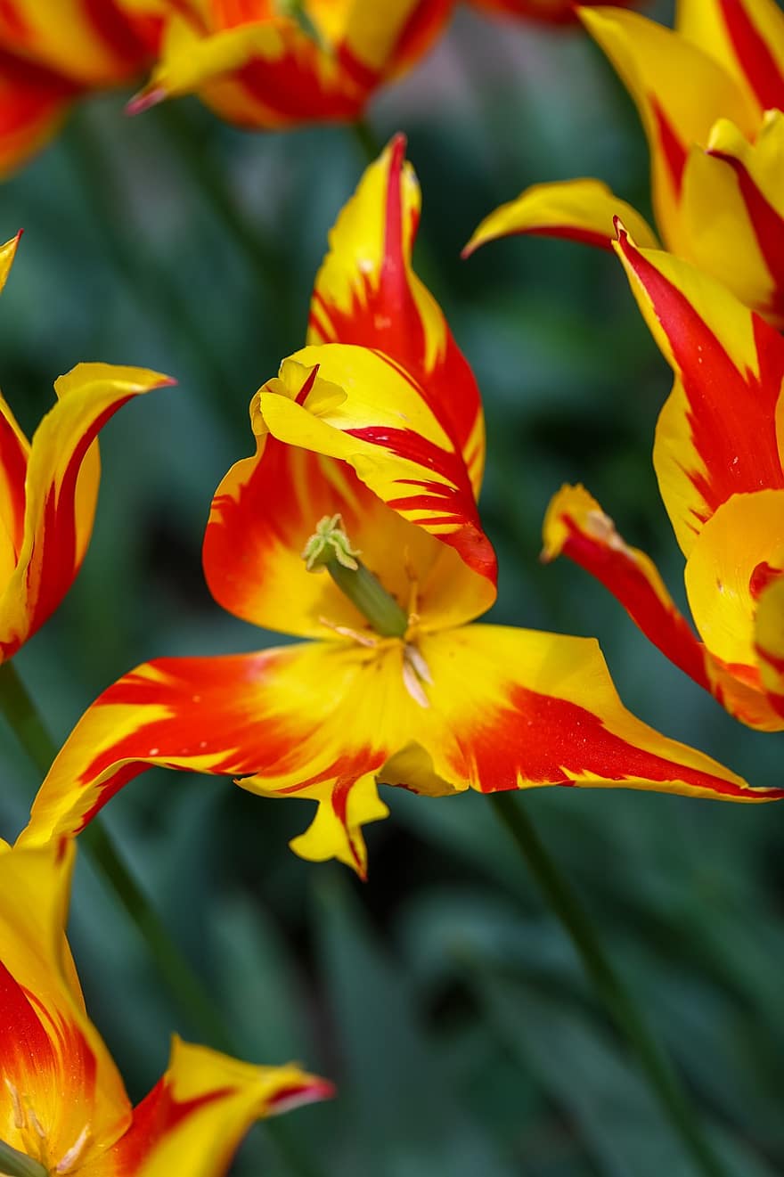 květ, tulipány, okvětní lístky, rostlina, žlutý červený Tulipán, Polsko, jaro, flóra, oheň, žlutá, list