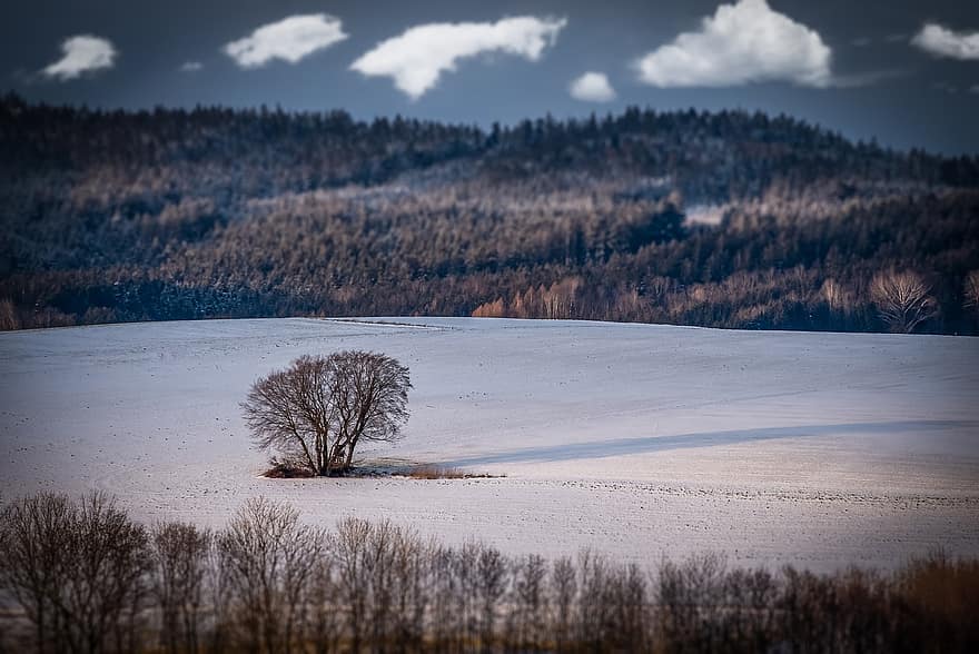Trees, Field, Forest, Snow, Wintry, Winter