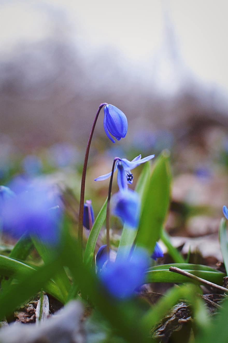 sibiřský squill, květiny, rostlina, modré květy, okvětní lístky, květ, listy, jaro, Příroda