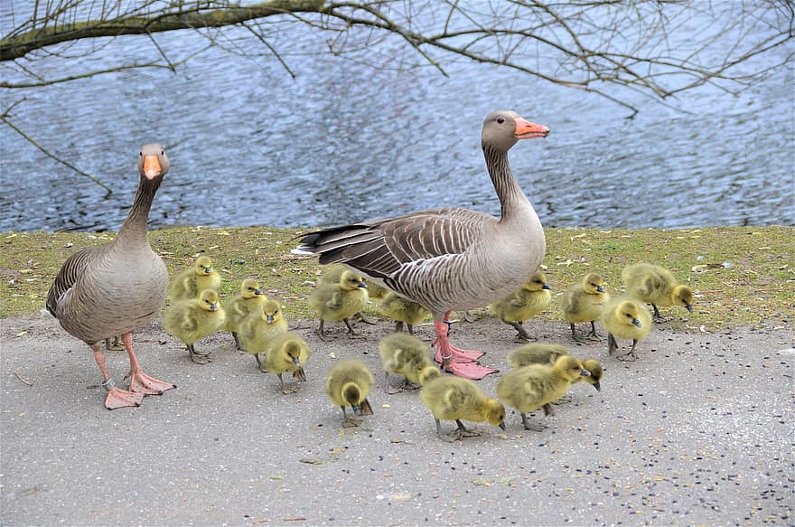 Canada Geese, Grey Geese, Hamburgensien, Gosling, Family, Osterbek Canal, Hamburg, Poultry, Bird, Water Bird