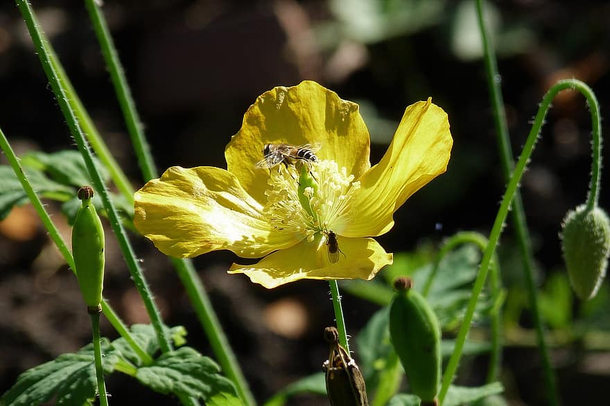 mac, floare galbenă, hoverfly, zbor syrphid, floare zbura, insectă, polenizare, a inflori, inflori, planta cu flori, plantă