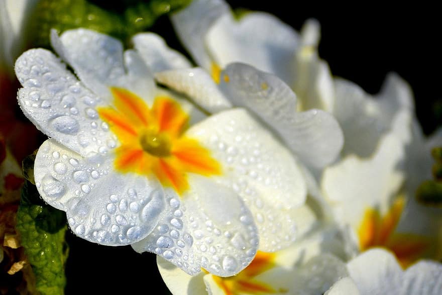 Primel, Primula vulgaris, blühen, weiße Blumen, Gartenblume, Tautropfen, Blume, Pflanze, Blütenblätter, Flora, Natur