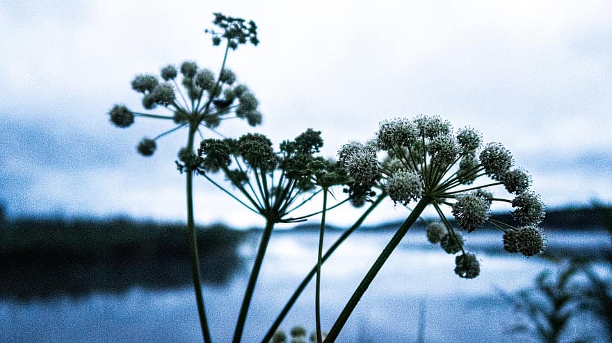 езеро, цветя, растение, вода, природа, Финландия, вечер, хераклеум