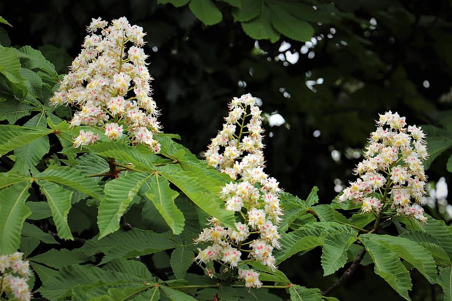 Horse Chestnut, White Flowers, Aesculus Hippocastanum, Tree, Wood, Forest, Green Leaves, Nature, leaf, plant, summer