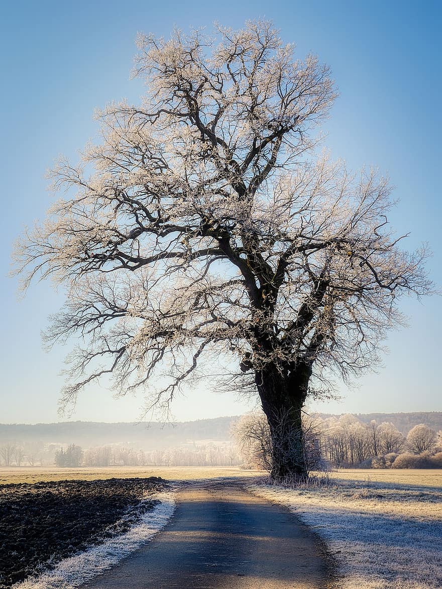 Дорога, дерево, зима, снег, холодно, мороз, иней, поле, туман, голое дерево, ветви