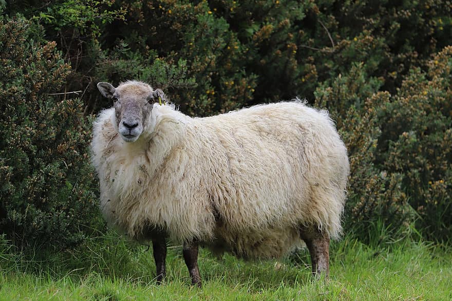 owca, zwierzę, żywy inwentarz, owczy, Wieś, wiejski, trawa, Carmarthenshire, gospodarstwo rolne, scena wiejska, łąka