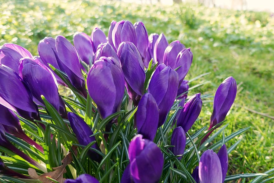 flori, şofran, primăvară, sezonier, a inflori, inflori, botanică, creştere, petale, macro, violet crocus