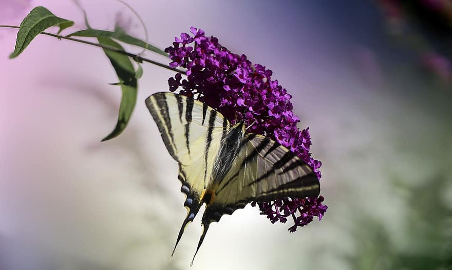 бабочка, насекомое, крылья, усики, черешок листа, цветок, Будлей, сад