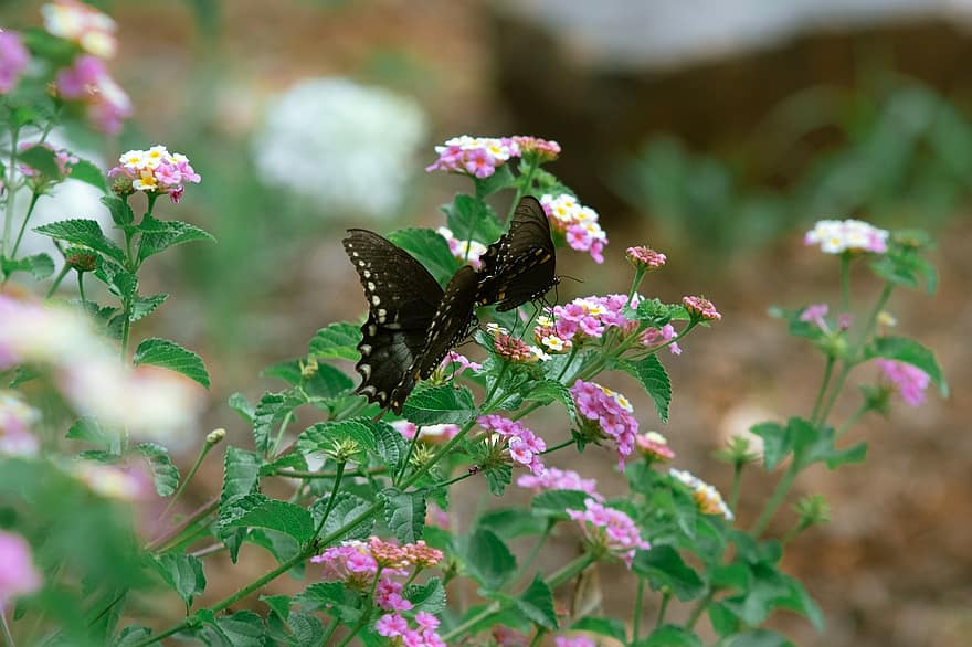 пеперуди, Lantanas, опрашване, цветя, природа, розови цветя, градина, едър план, цвете, лято, пеперуда