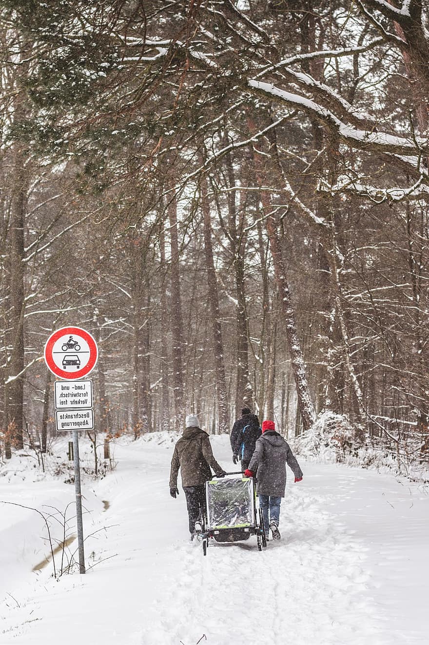 sníh, kočárek, túra, stromy, cesta, jít na procházku, thule, les