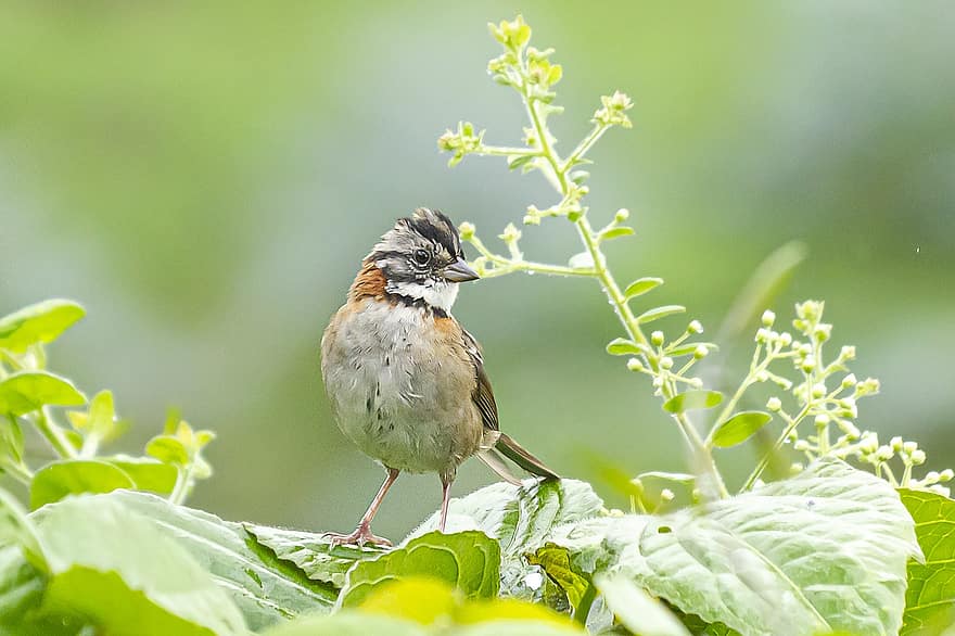 rufous-collared sparrow, fugl, plante, perched, spurv, dyr, dyreliv, næb, regning, fjer, fjerdragt