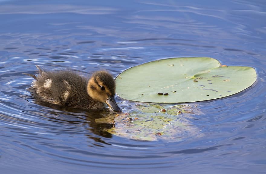 патица, зеленоглава патица, пате, езеро, птица, бебешка патица, животно, водна птица, лилия подложка, вода, езерце