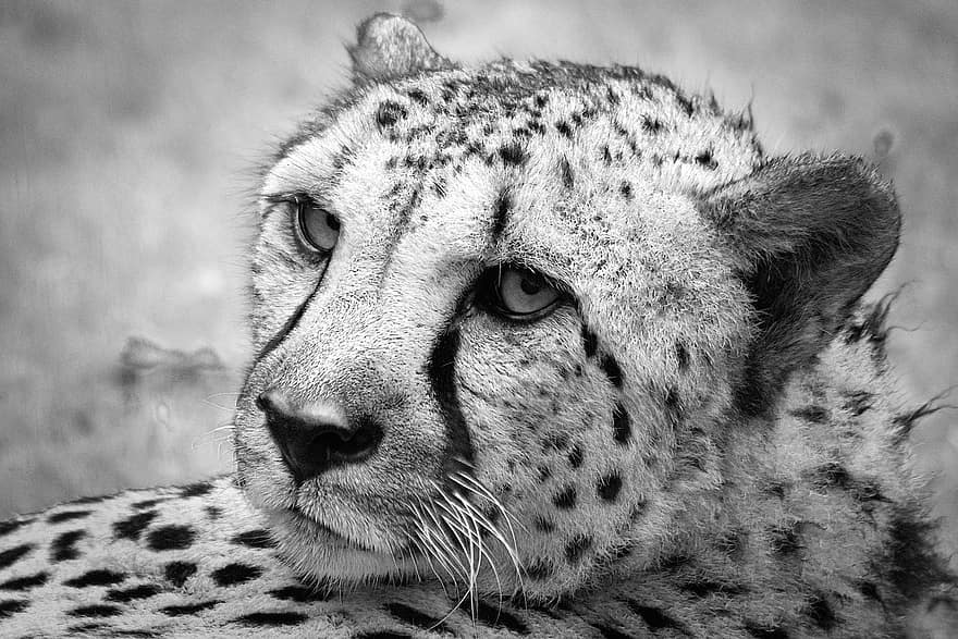 gepard, stor kat, dyr, rovdyr, dyreliv, vildt dyr