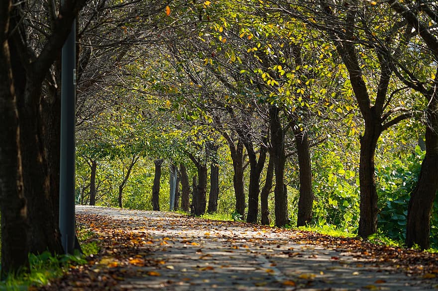 лес, деревья, осень, след, листья, Кёнги Янджу