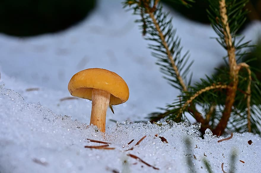 champignon, neige, forêt, la glace, gel, congelé, champignon vénéneux, champignon d'hiver, la nature