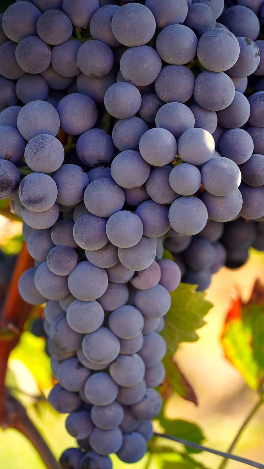 druer, grapevine, vinranke, produsere, innhøsting, organisk, friske druer, frisk frukt, frukt, vin, vindyrking