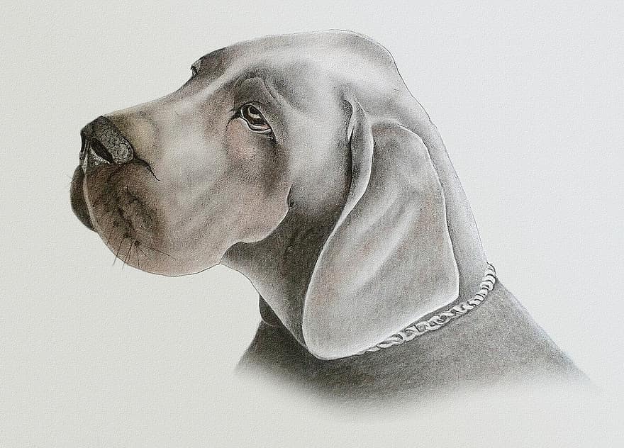 куче, чертеж, живопис, пастел, боя, животно, чертеж на въглен, чертеж на писалка, Weimaraner, мъжки, цветни моливи