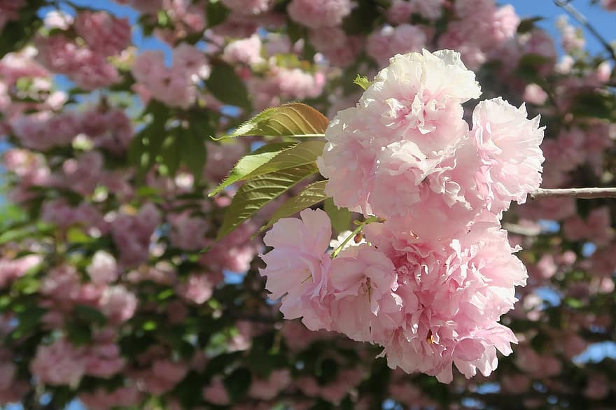 bunga sakura, bunga-bunga, musim semi, bunga-bunga merah muda, berkembang, mekar, alam, ceri, pohon, merapatkan, bunga
