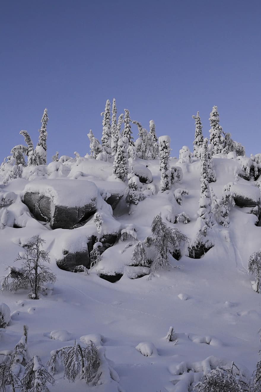 冬、雪、丘、木、雪の吹きだまり、氷、霜、岩、トウヒ、針葉樹、自然