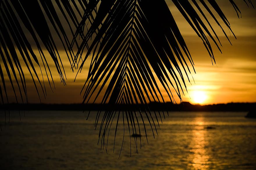 silhouette, palma, mare, sole, luce del sole, tramonto, crepuscolo, sera, oceano, spiaggia, natura