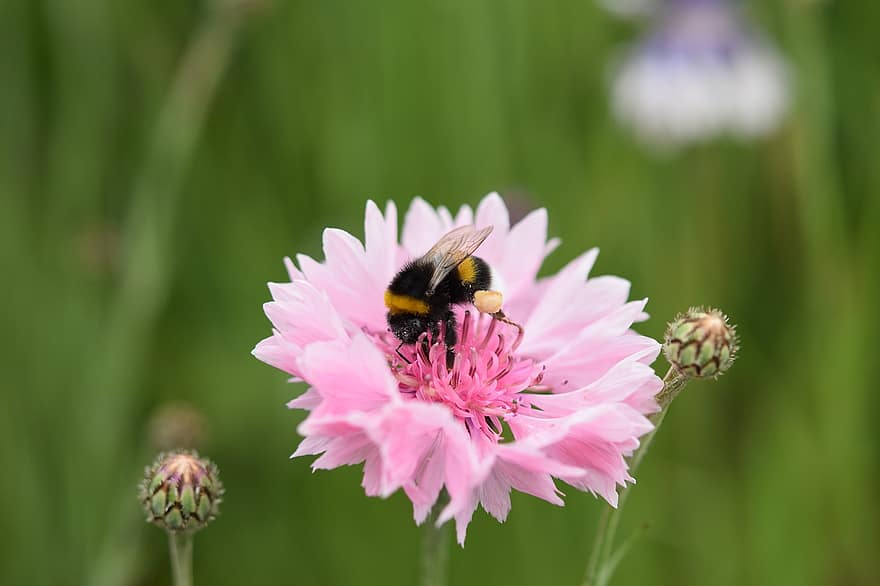 蜂、昆虫、受粉する、受粉、花、花びら、翼のある昆虫、翼、自然、膜翅目、昆虫学