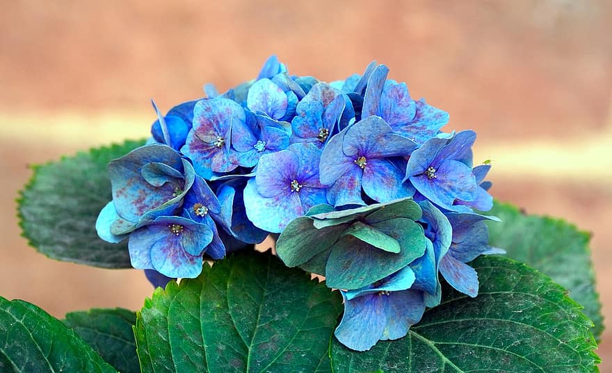 ortensia, Hortensia blava, flors, flors blaves, planta, flor, florir, planta amb flors, planta ornamental, flora