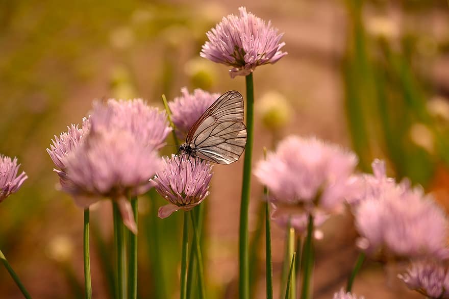 Summer, Onion, Blooms, Butterfly