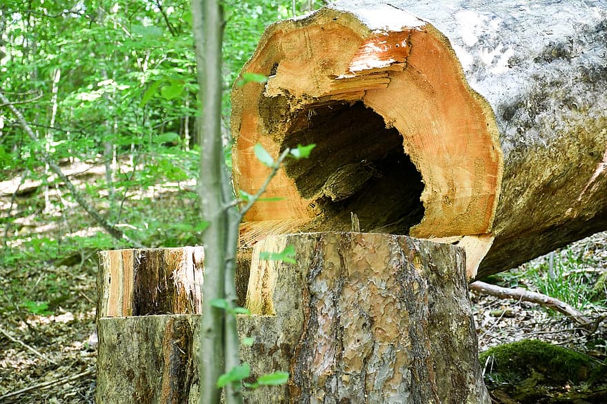 hout, boom, Bos, natuur, logboek, groen, besnoeiing