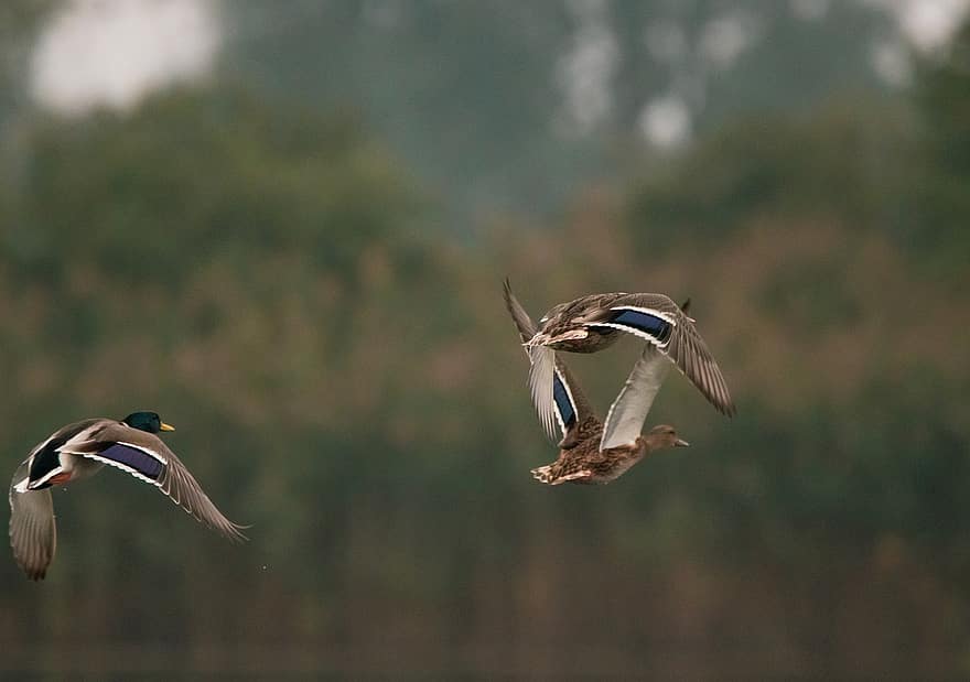 Ducks, Birds, Flight, Flying Birds, Flying Ducks, Fly, Waterfowl, Water Birds, Lake, Fauna, Flying
