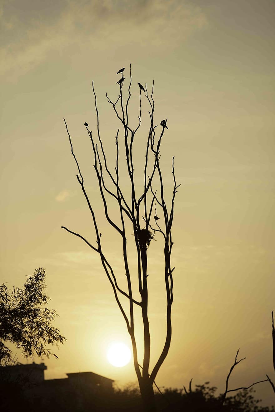 cielo serale, lago, tramonto, sera, Bangalore, Karnataka, silhouette, albero, retroilluminato, ramo, crepuscolo
