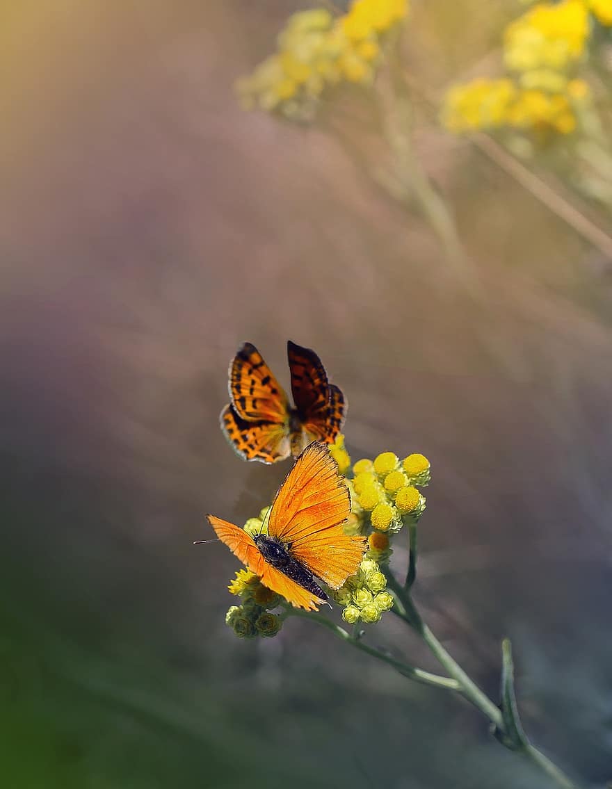 sommerfugl, sommerfugle, insekt, blomst, eng, makro, farve, farver, vinger, rød, gul