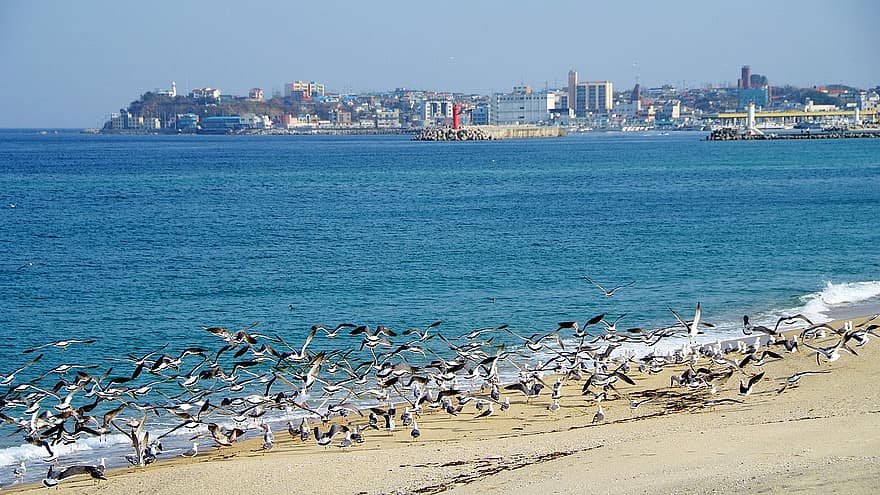 Республика Корея, Gangneung, Jumunjin, океан, пляж, чайка, природа, пейзаж, воды, береговая линия, песок